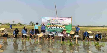 Polsek Jiwan Dukung Ketahanan Pangan, Gerakan Tanam Padi Serentak Digelar di Kincang Wetan