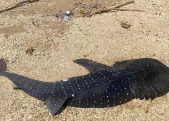 Anak Hiu Paus 2 Meter Ditemukan Mati Terdampar di Pantai Bungkutoko Kendari