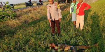 Warga Selogiri Meninggal Usai Terjatuh dari Pohon di Area Persawahan