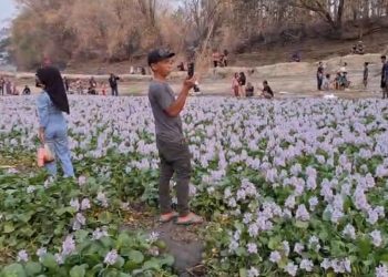 Bunga Eceng Gondok Mekar di Bengawan Solo Ngawi saat Kemarau