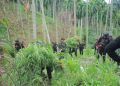 BNNP Aceh Ungkap Ladang Ganja 18 Hektare di Aceh Utara, Empat Orang Ditangkap