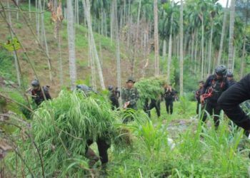 BNNP Aceh Ungkap Ladang Ganja 18 Hektare di Aceh Utara, Empat Orang Ditangkap