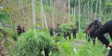 BNNP Aceh Ungkap Ladang Ganja 18 Hektare di Aceh Utara, Empat Orang Ditangkap