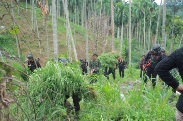 BNNP Aceh Ungkap Ladang Ganja 18 Hektare di Aceh Utara, Empat Orang Ditangkap